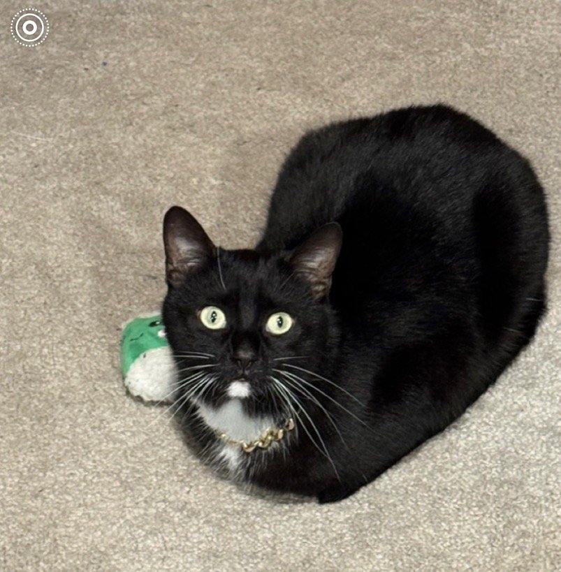 Bean the cat, Chief Comfort Officer